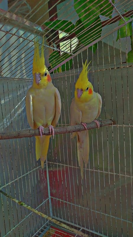 Single Breeder Female and male Common White Cocktail For SALE 1