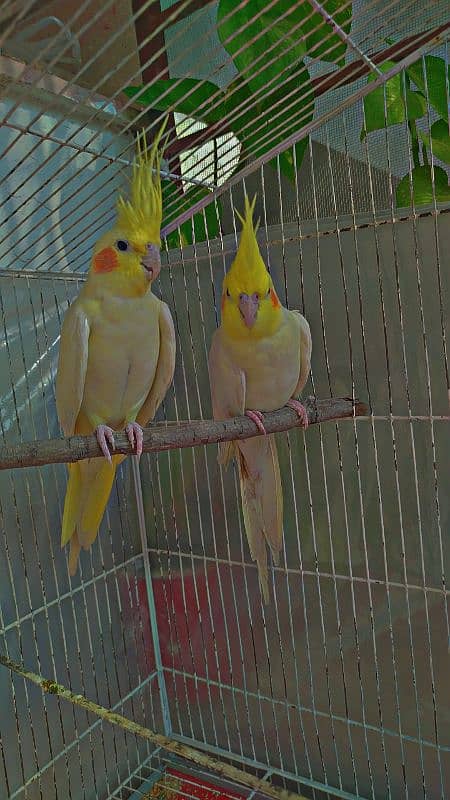 Single Breeder Female and male Common White Cocktail For SALE 5