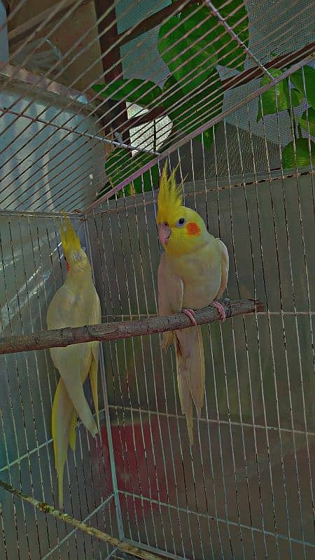 Single Breeder Female and male Common White Cocktail For SALE 6