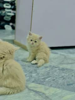 male triple coated kittens