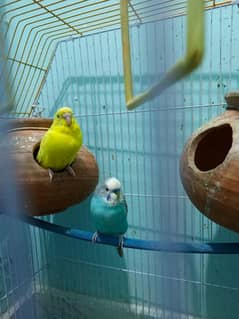 breading Australian parrots with rare colors