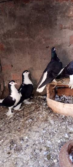 Sherazi Pigeons