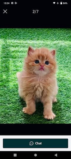 Persian cat raabta number 03287625932 WhatsApp