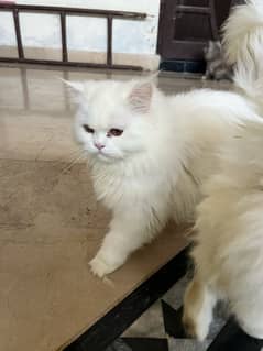 cat persian kittens