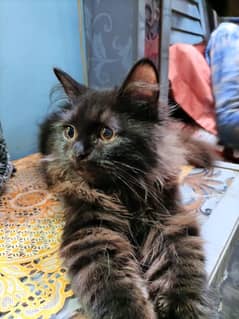 Black Male Persian Cat