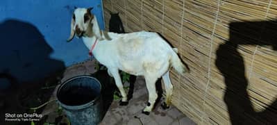 Goat 3 month pregnant