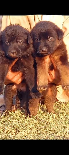 German Shepherd puppies