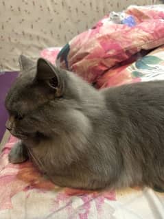 gray Persian Cat