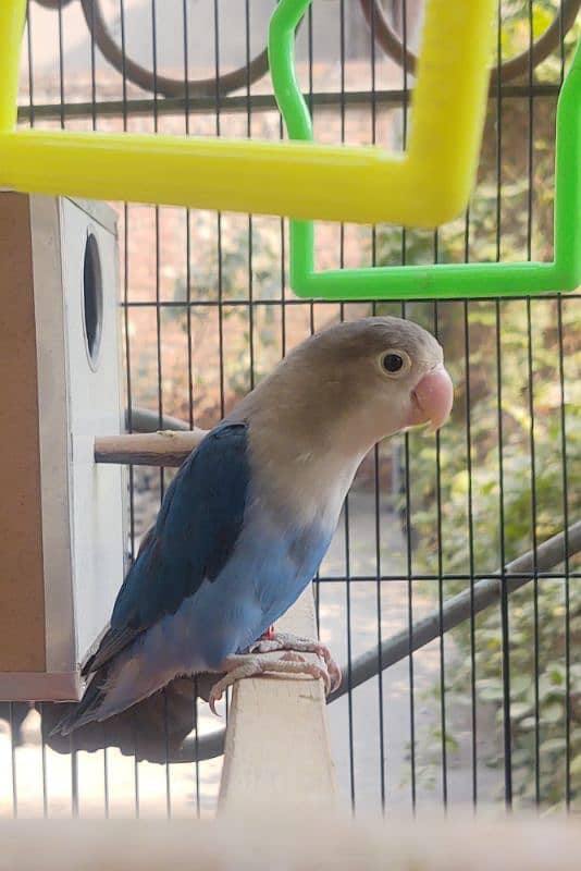 Blue Fisher Love Bird For Sale 0