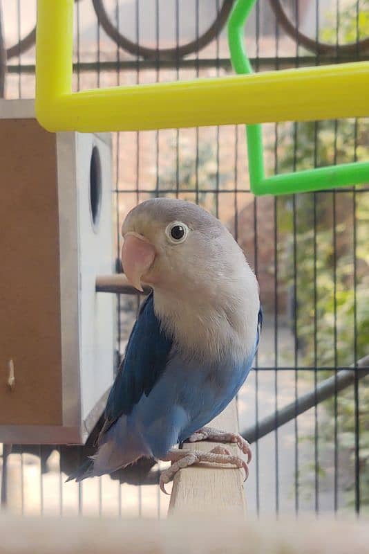 Blue Fisher Love Bird For Sale 1