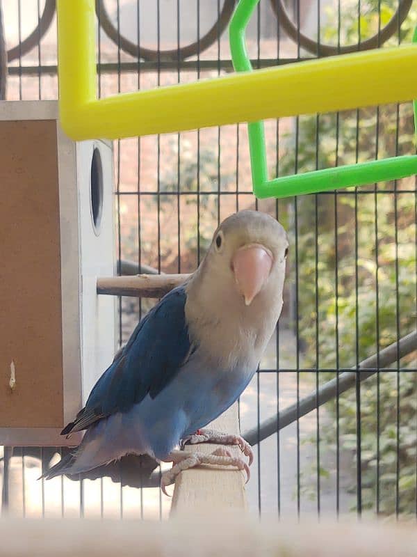 Blue Fisher Love Bird For Sale 2