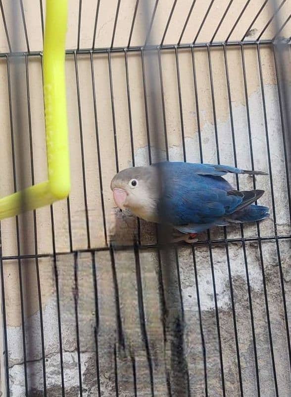 Blue Fisher Love Bird For Sale 3