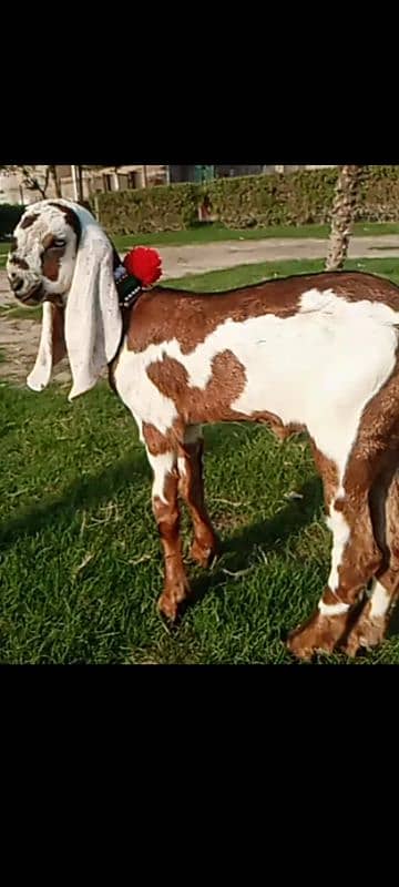 bareedr quality nagraa betal female for sale 4