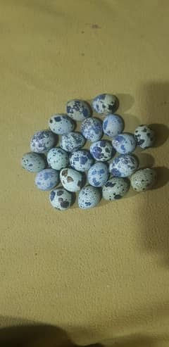 Fertile Quail ( batair ) Eggs