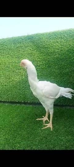 Indian Parrot beak female for sale location Karachi 0341//28/47//449