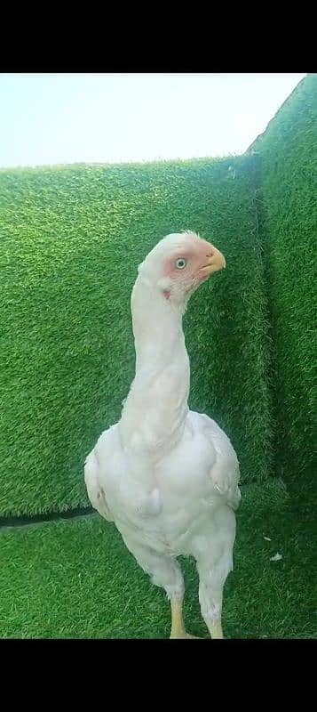 Indian Parrot beak female for sale location Karachi 0341//28/47//449 1