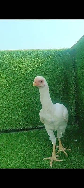 Indian Parrot beak female for sale location Karachi 0341//28/47//449 2