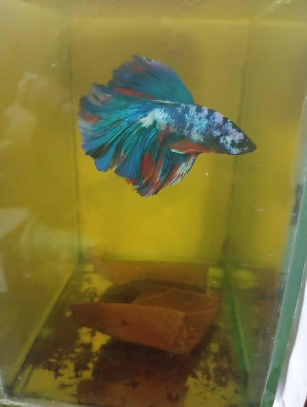 Exotic Betta Fish Available 5