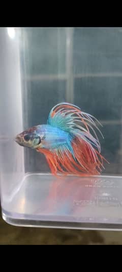 Betta Fish Males