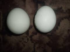 fresh aseel fertile eggs