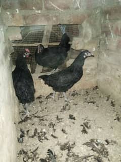 Australorp