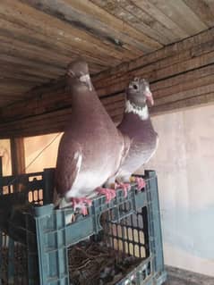 2 qasid breeder pair