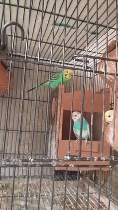 chackor breeder pair and hen 4 piece And Australia parrot 5 piece's