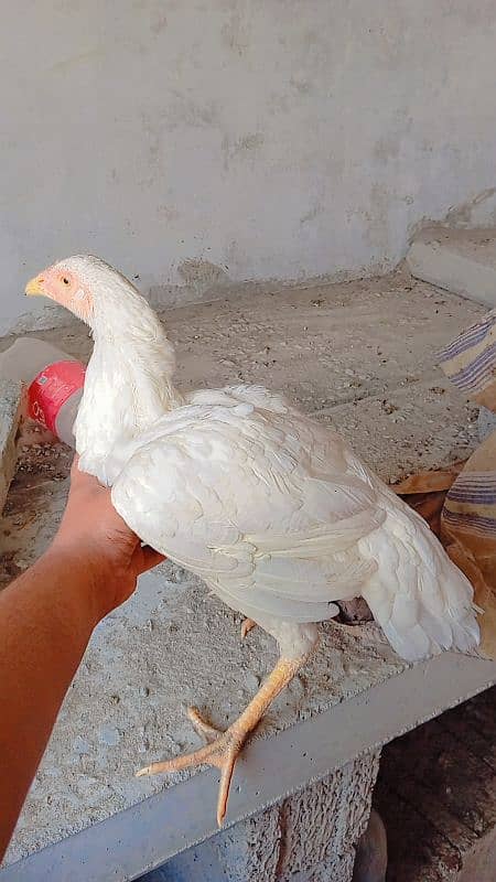 paper white pathi for sale age 10month out class 4