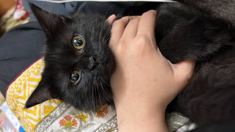 6 months persian female kitten black 0