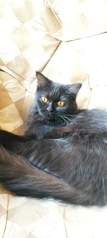 6 months persian female kitten black 2