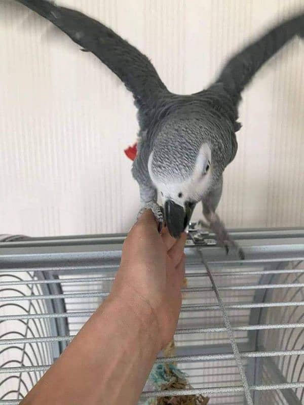 African grey parrot 03254153219 1