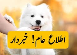 Russion Puppies || dog Important Msg. . . .