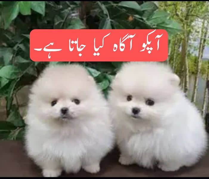 Russion Puppies || dog Important Msg. . . . 7