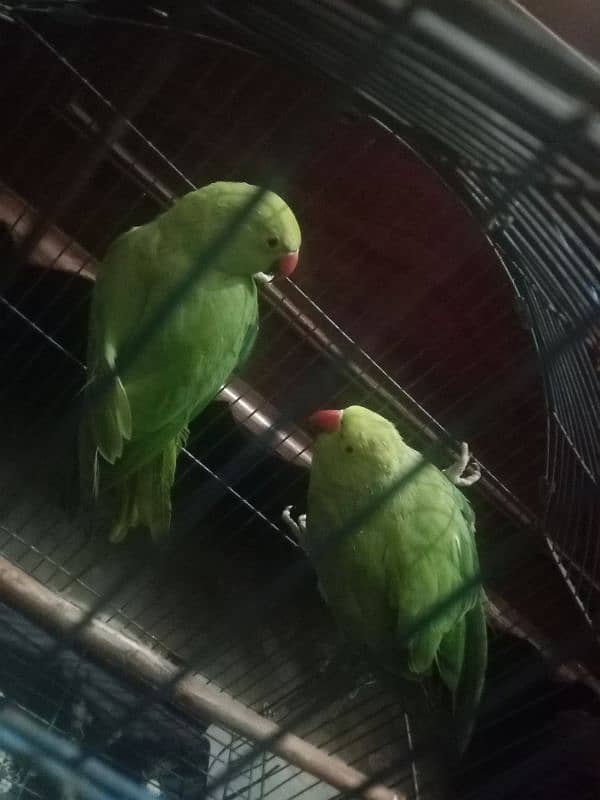 v. beautiful pair urgent sale. contact 03217002949 2