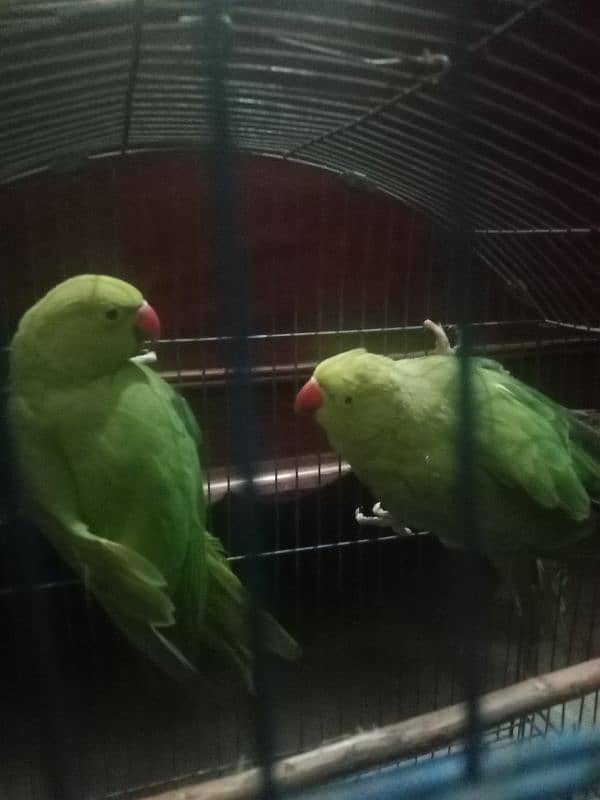 v. beautiful pair urgent sale. contact 03217002949 3