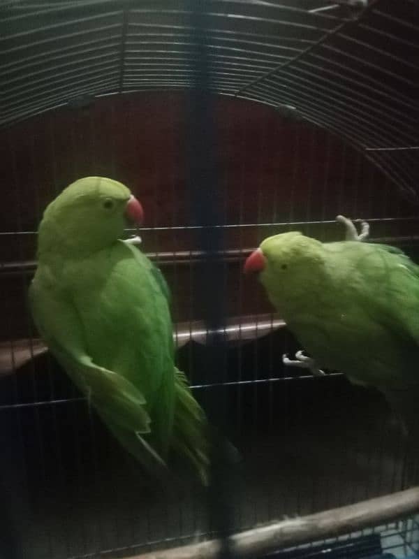 v. beautiful pair urgent sale. contact 03217002949 4