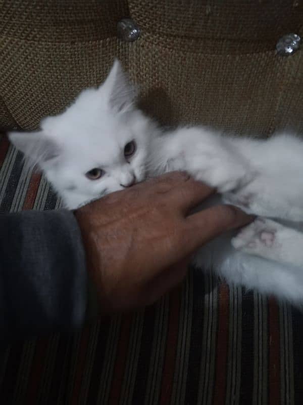 Kittens Available 4