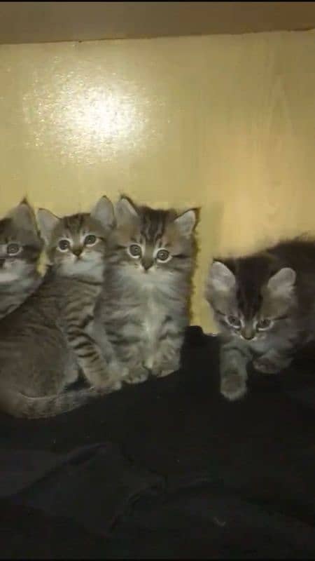 Persian kittens available 4