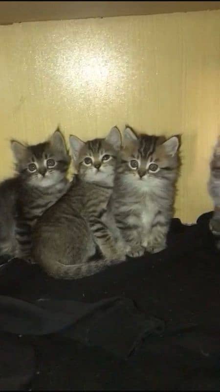 Persian kittens available 5