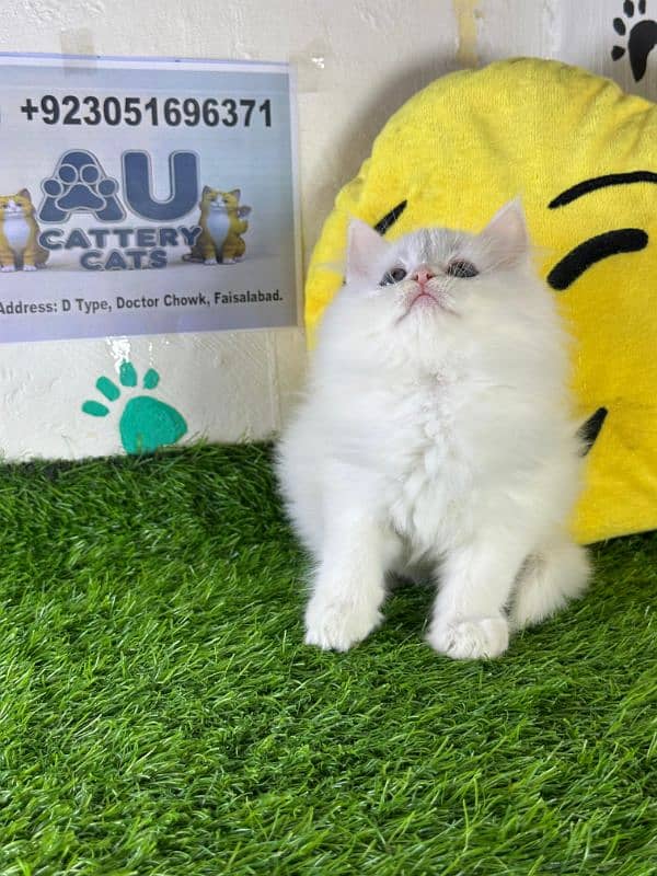 Persian kitten |Triple coated kitten |Eyes color Hazel/Persian cats 3