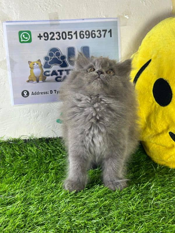 Persian kitten |Triple coated kitten |Eyes color Hazel/Persian cats 4