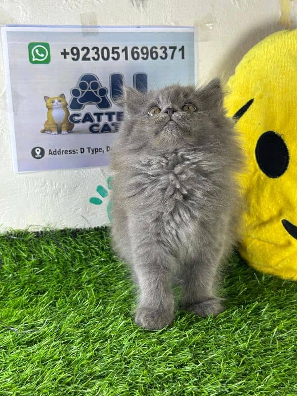 Persian kitten |Triple coated kitten |Eyes color Hazel/Persian cats 5