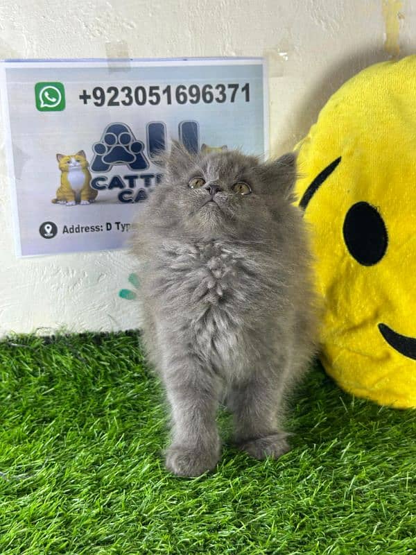 Persian kitten |Triple coated kitten |Eyes color Hazel/Persian cats 6