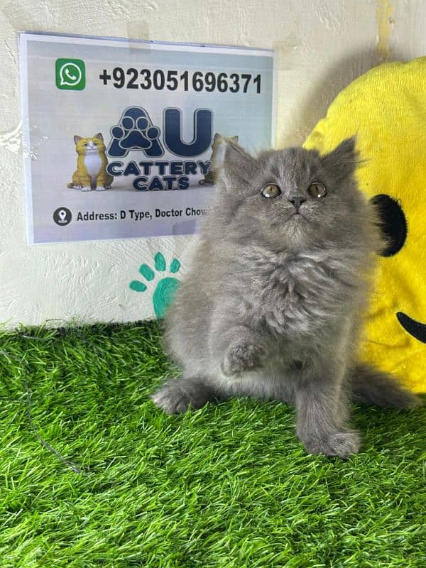 Persian kitten |Triple coated kitten |Eyes color Hazel/Persian cats 7