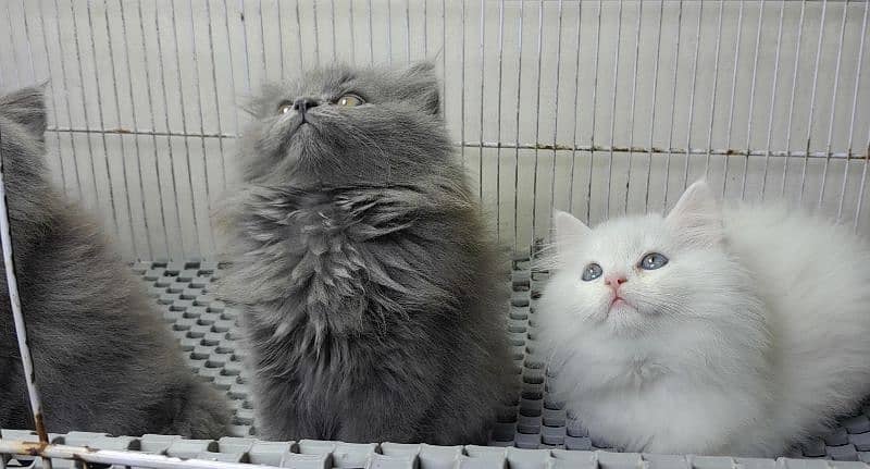 Persian kitten |Triple coated kitten |Eyes color Hazel/Persian cats 10