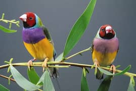 gouldian