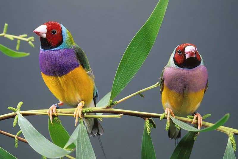 gouldian finch  brids 0