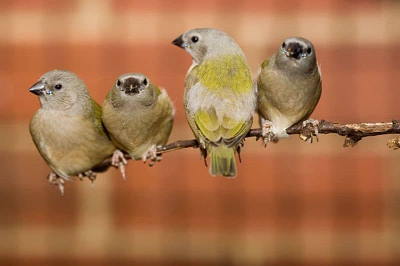 gouldian finch  brids 2