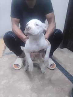 American bully