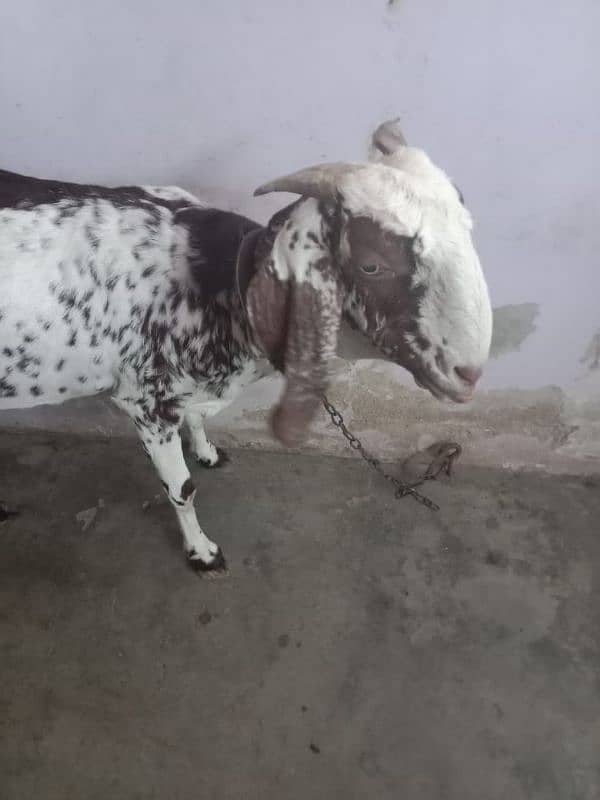 mAkhA chini bakri doodh wali 3